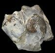 Hoploscaphites Brevis Ammonite Cluster #44025-1
